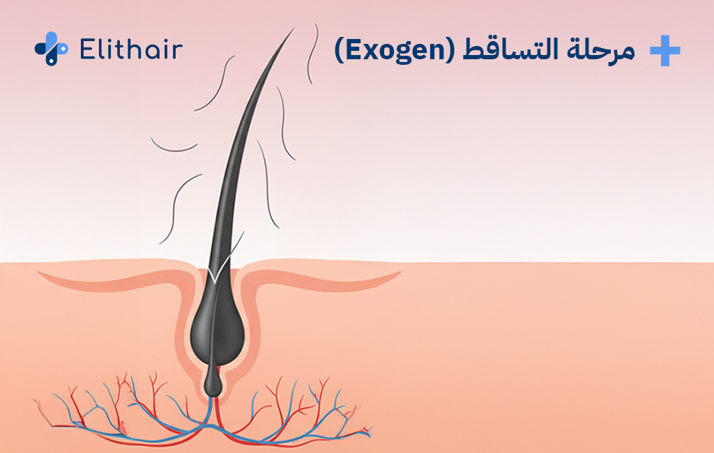 مرحلة التساقط من مراحل نمو الشعر