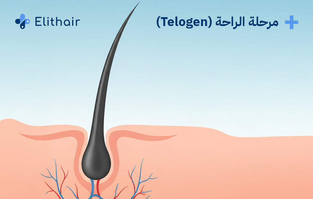 مرحلة الراحة من مراحل نمو الشعر