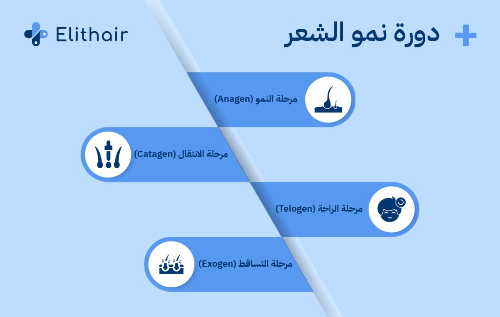 مراحل نمو الشعر - مركز اليت هير لزراعة الشعر